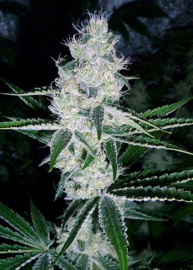 1 P1080095