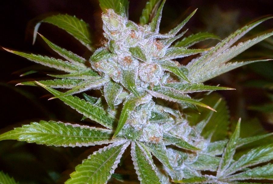 1 P1150028