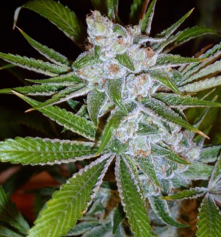 1 P1150031