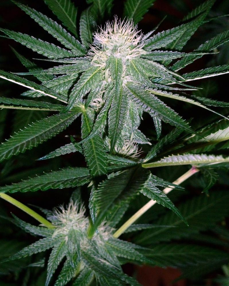 1 P1160070