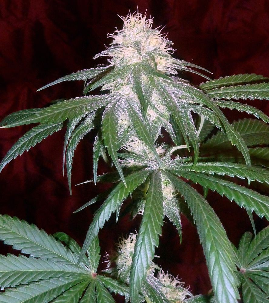 1 P1180019