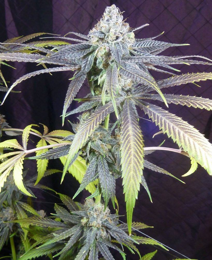 1 P1200021