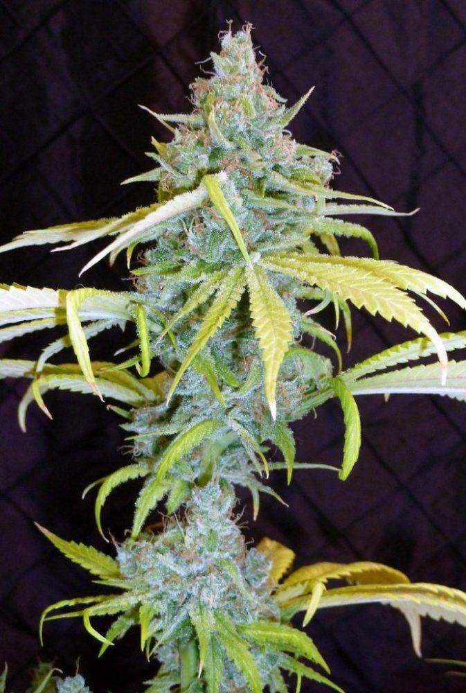 1 P1200083 001