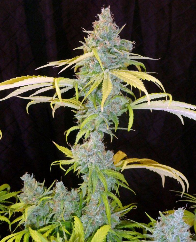 1 P1200092
