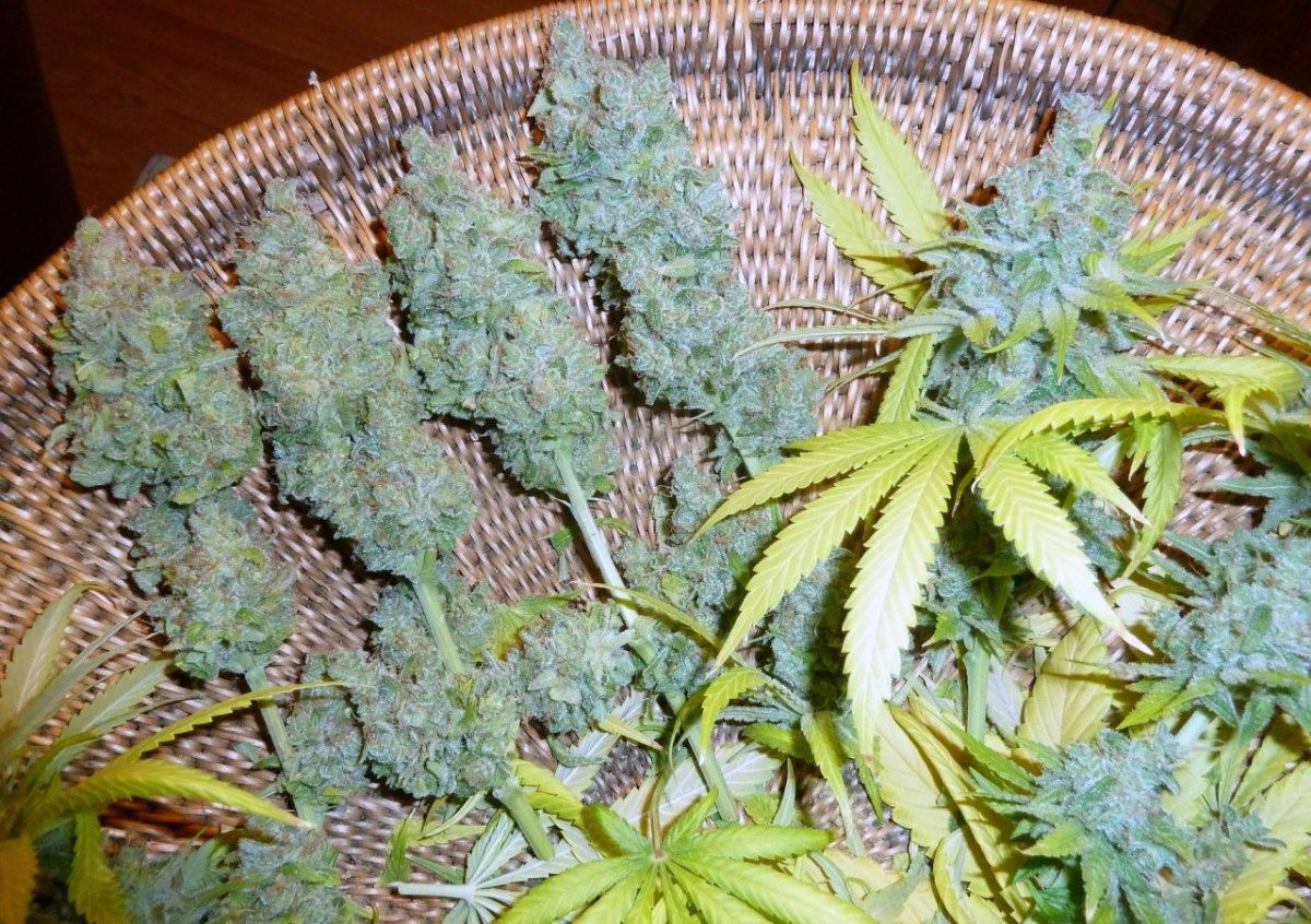 1 P1200119