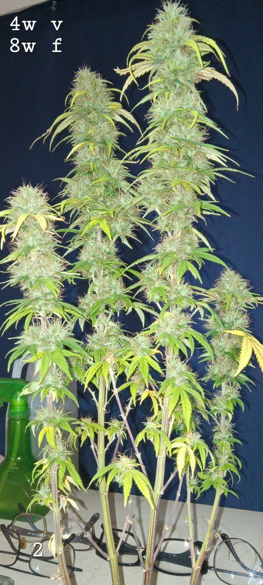 1 Pistil comparison red