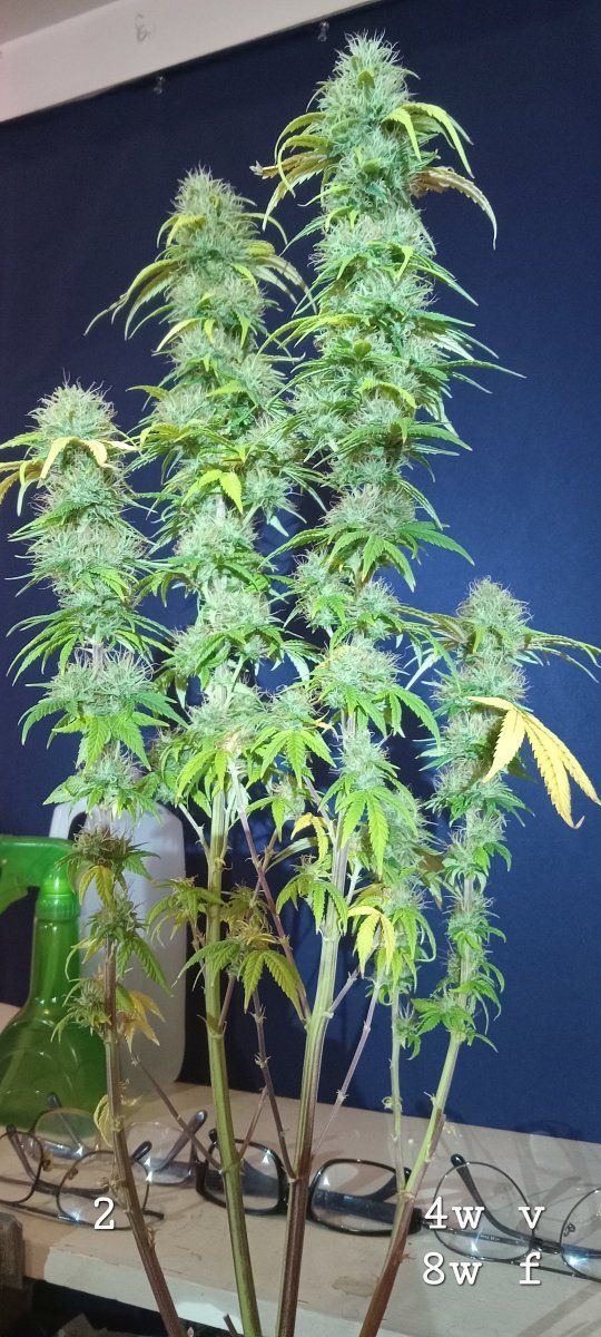 1 Pistil comparison white 