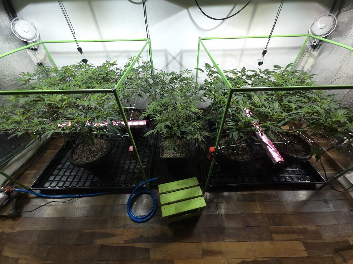 1 week 12 12