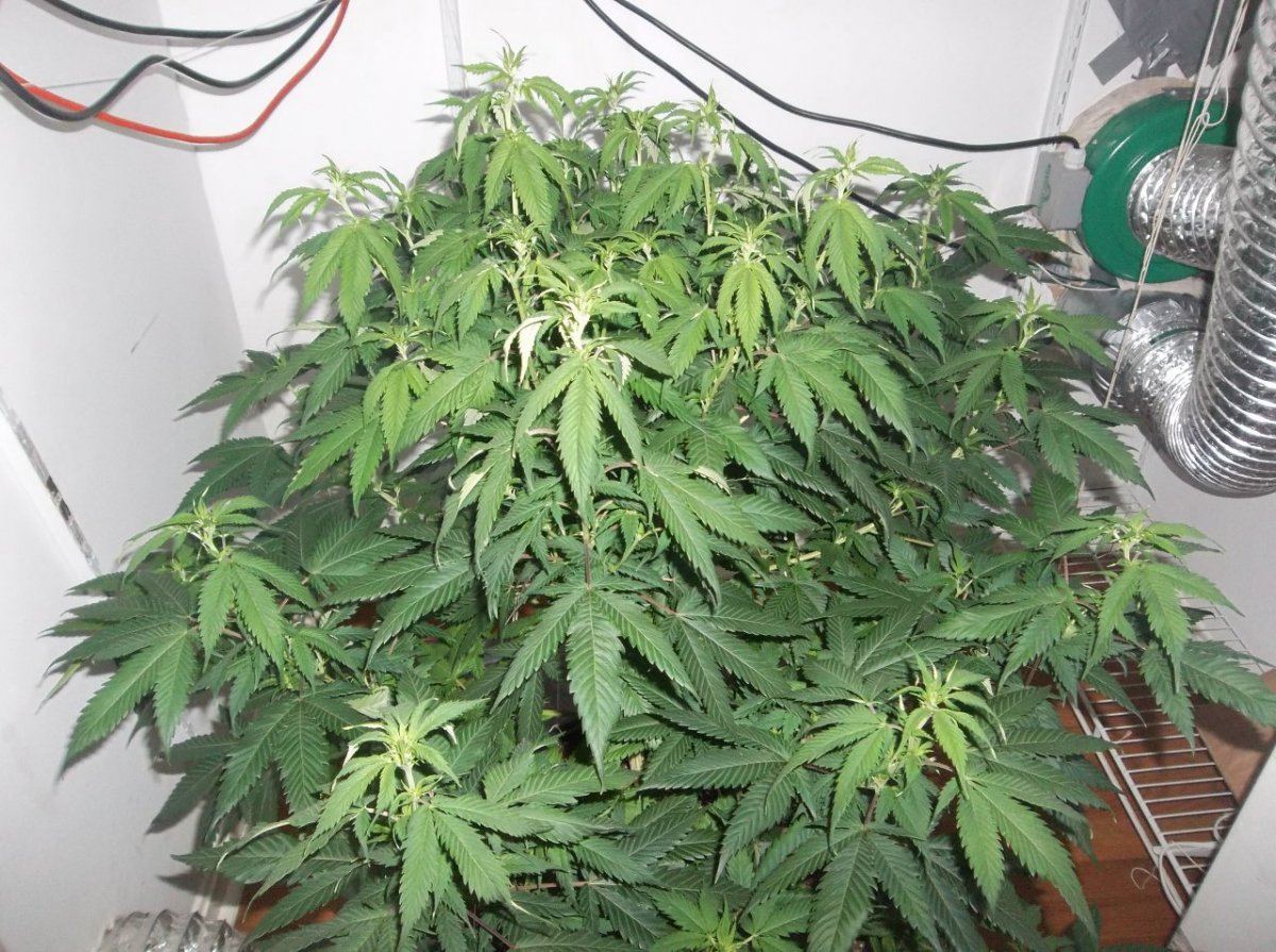 1 week into flower she dont look right 4