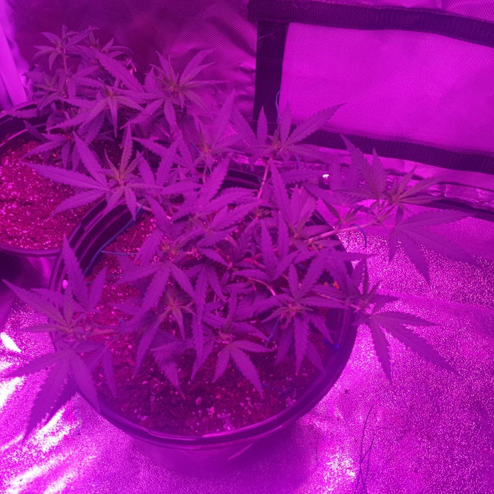1 week into flower trim or not and how 2