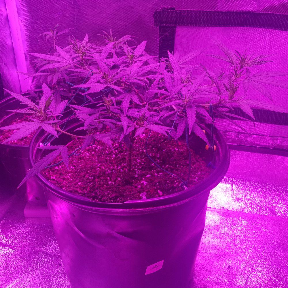 1 week into flower trim or not and how