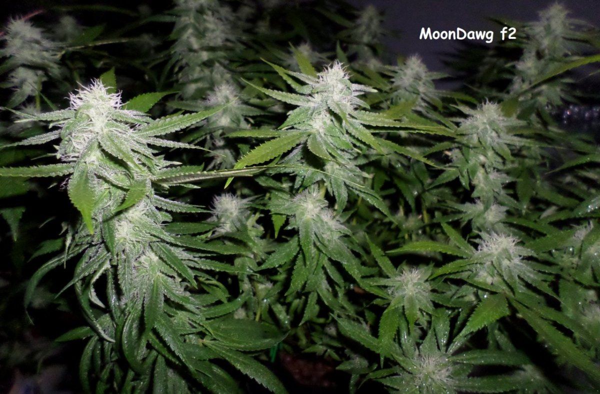 10 1 14UD Flower 5a