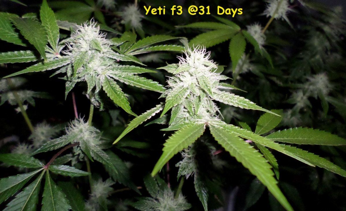 10 1 14UD Flower 6
