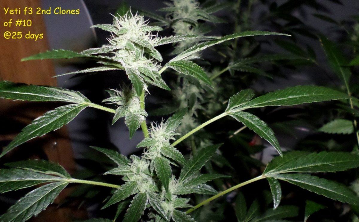 10 10 14UD Flower 8