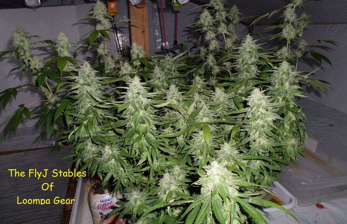 10 10 14UD Flower 9