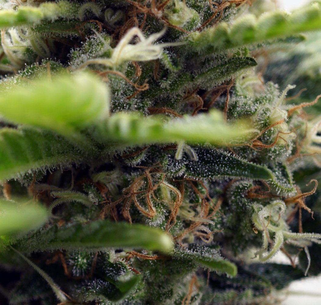 10 10 og