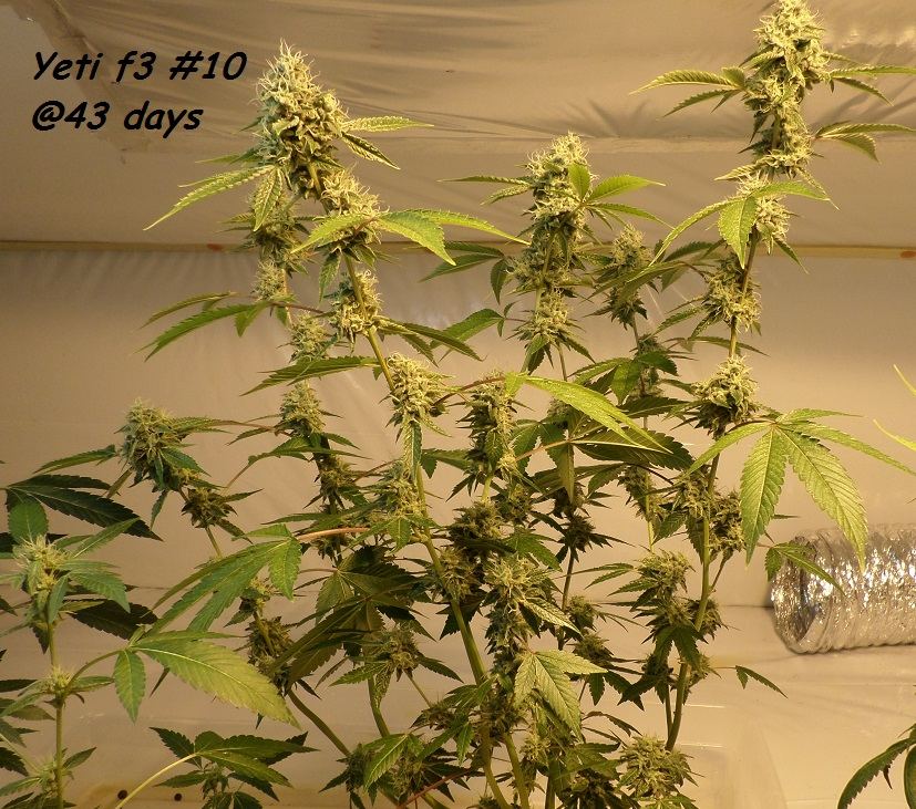 10 13 14UD Flower 4