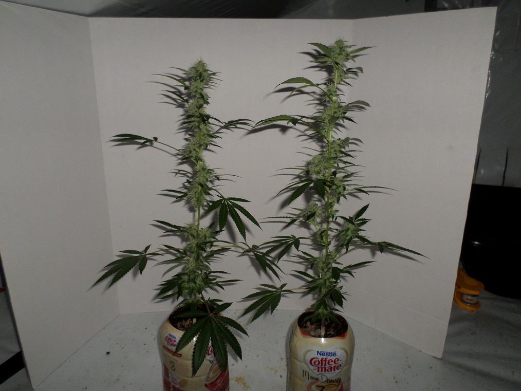 10 14 14UD Flower 13