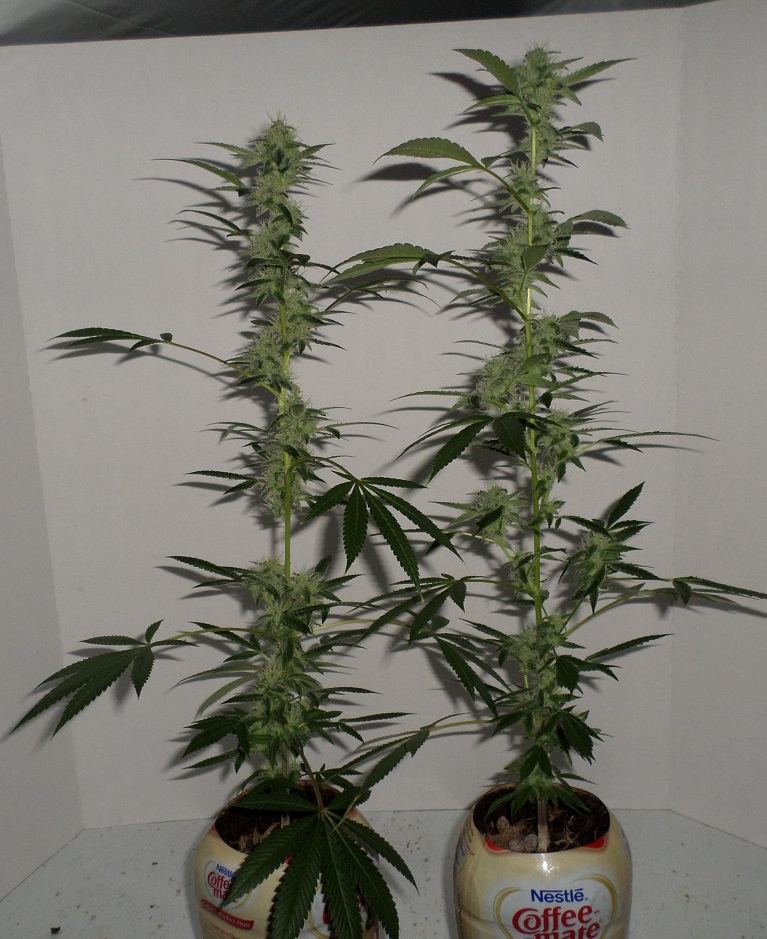 10 14 14UD Flower 3a