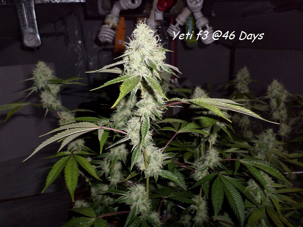 10 16 14UD Flower 6