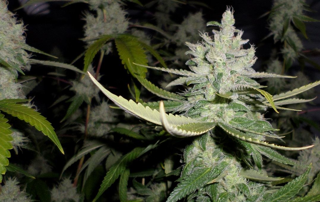 10 22 14UD Flower 10