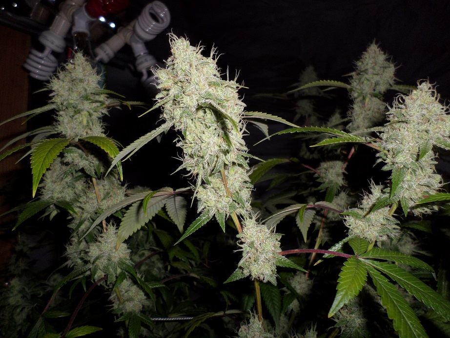 10 22 14UD Flower 11