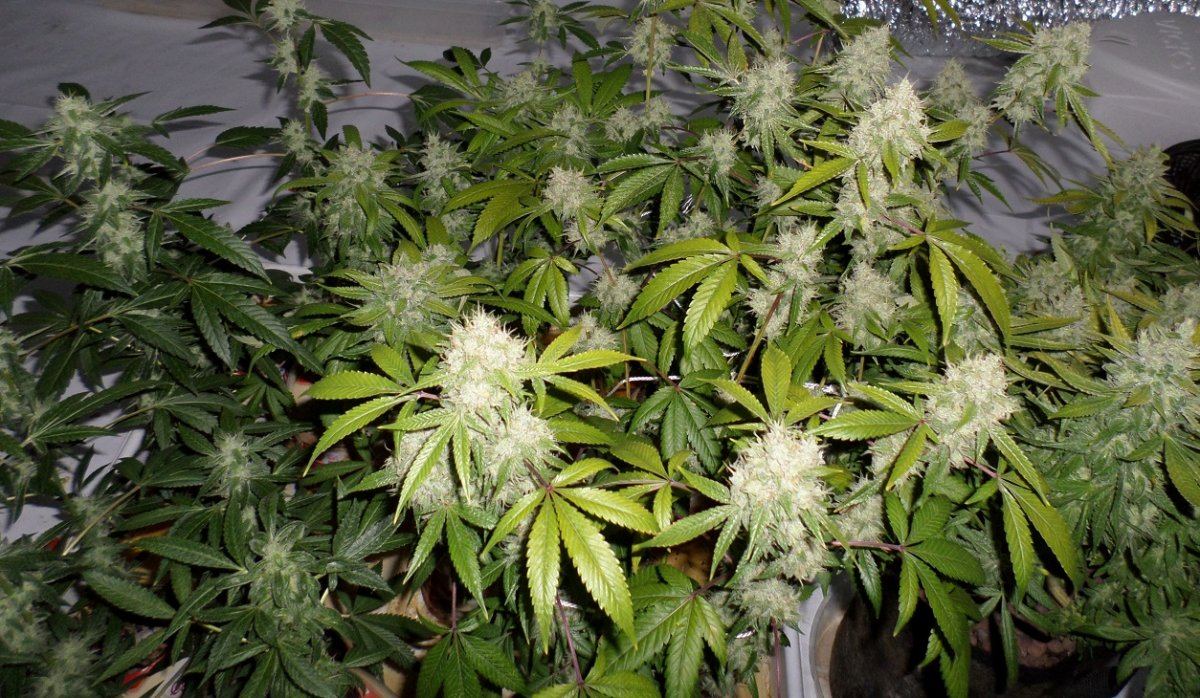 10 22 14UD Flower 2
