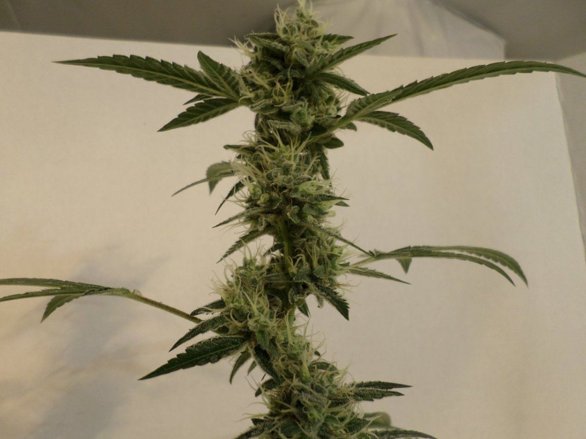 10 24 14UD Flower 14