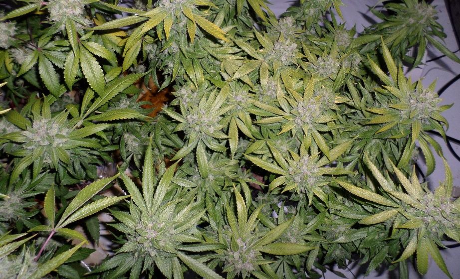 10 26 14UD Flower 6