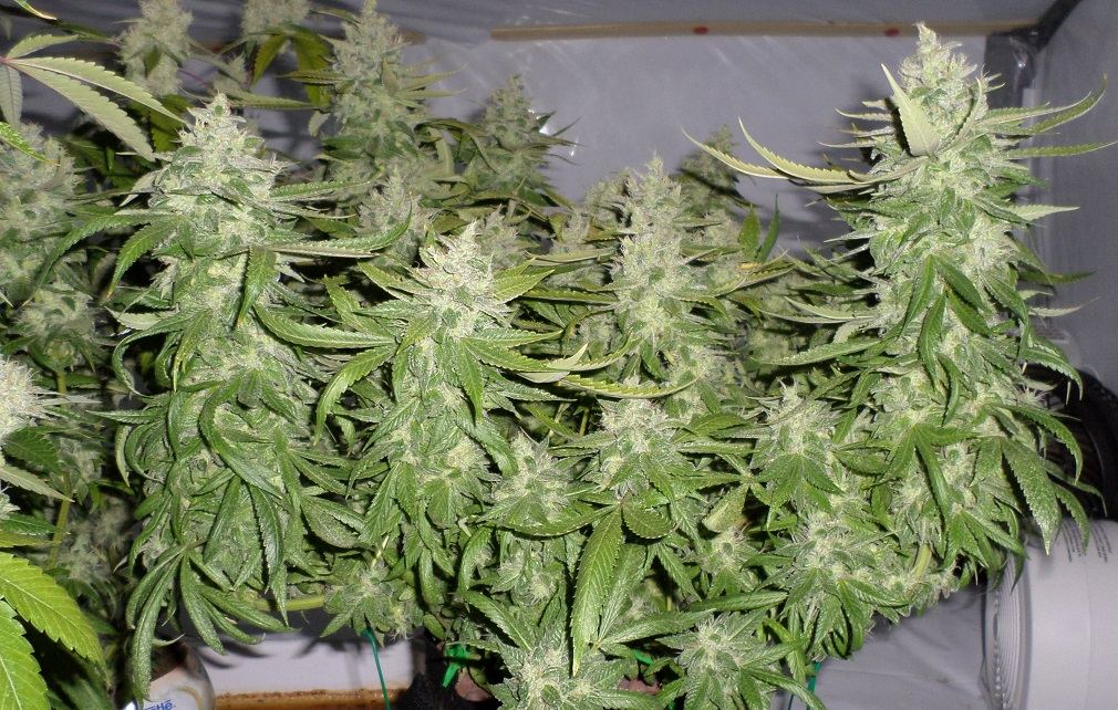 10 26 14UD Flower 9