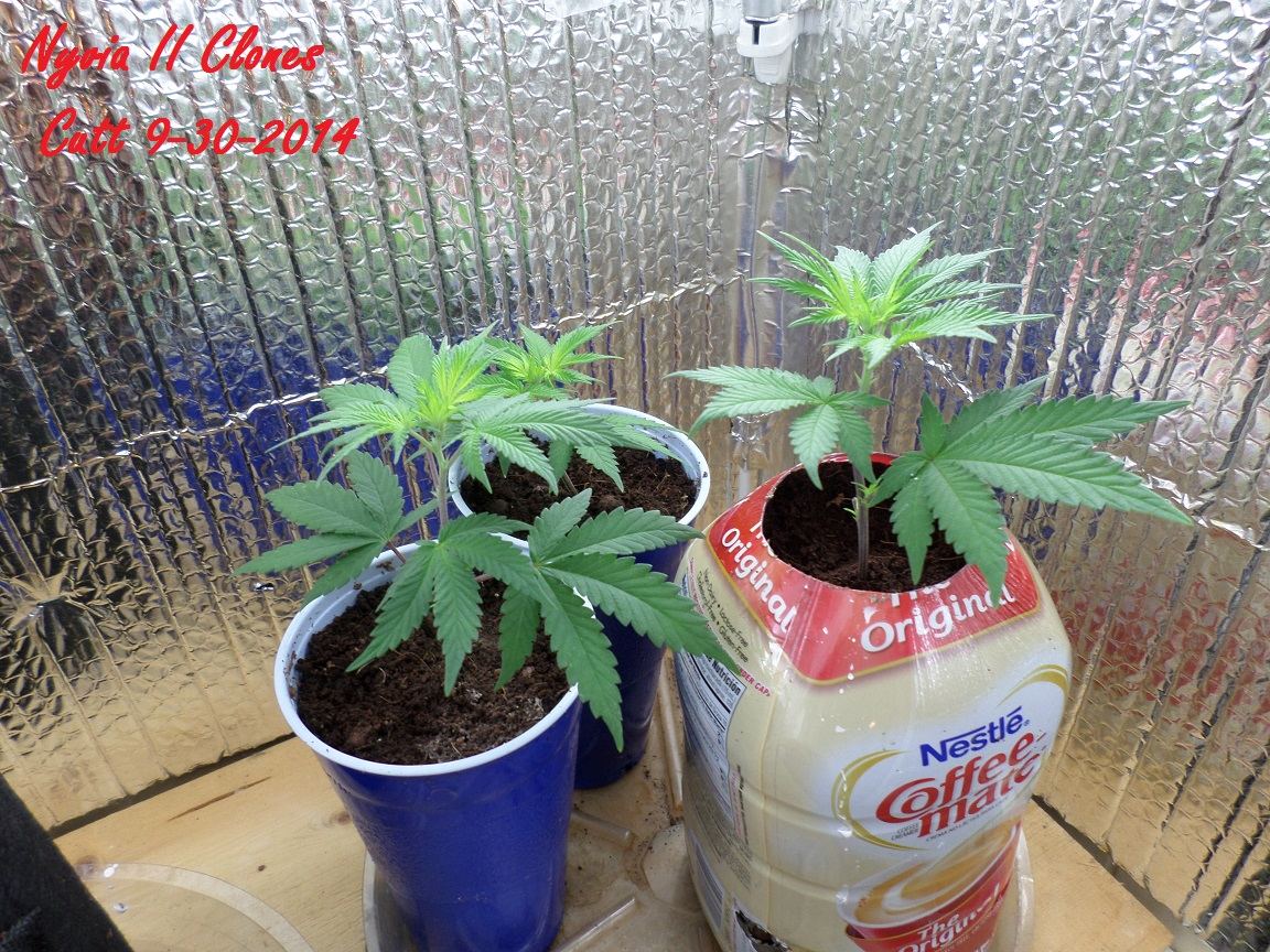 10 5 2014 Clones 3