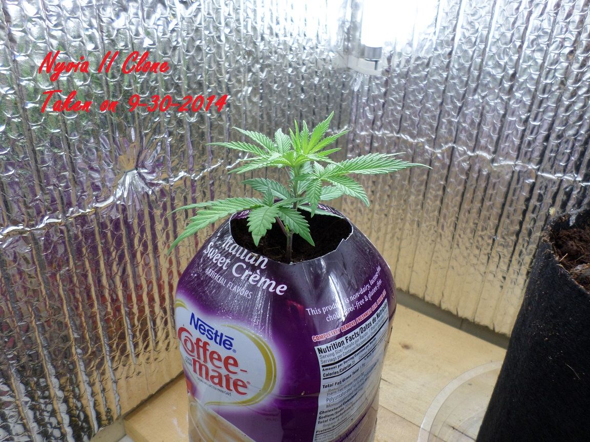 10 5 2014 Clones 4