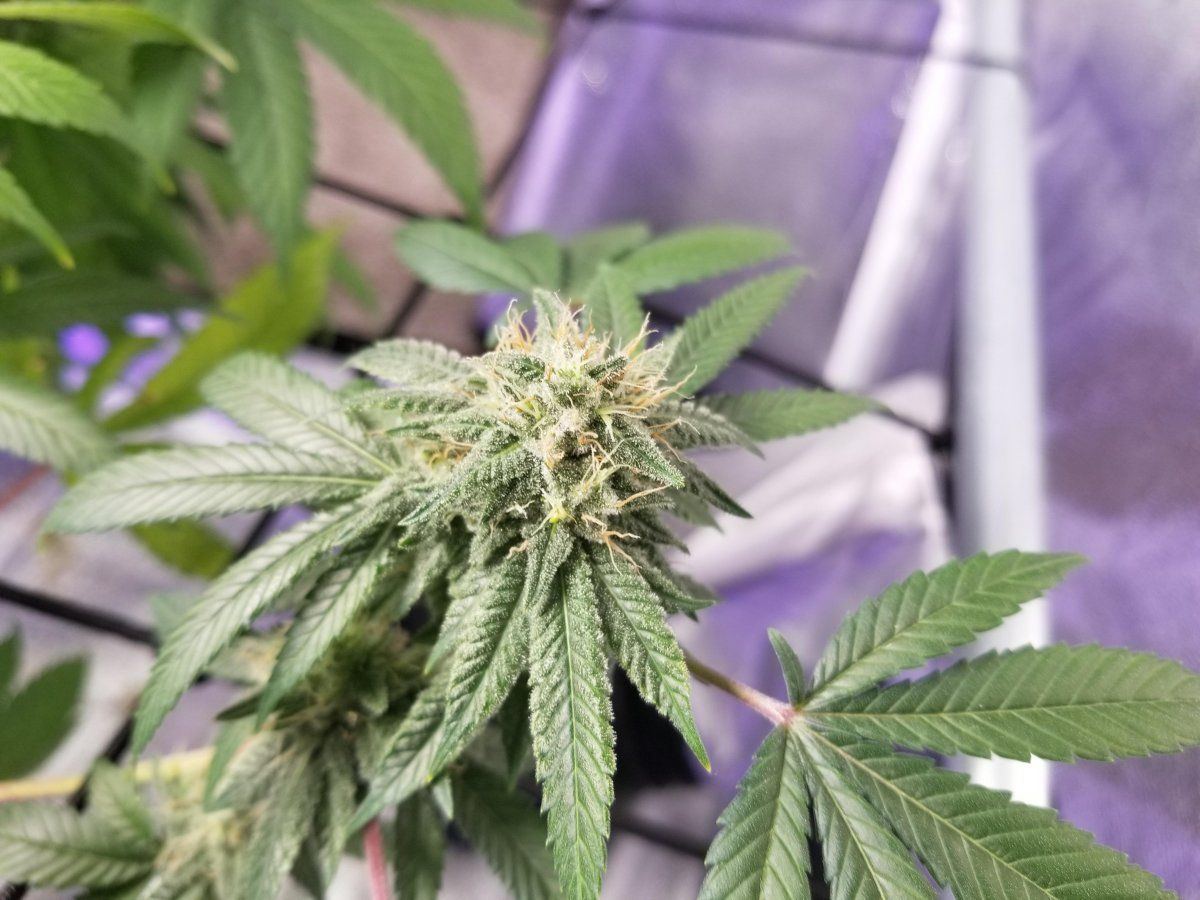 10 5 flower closeup A