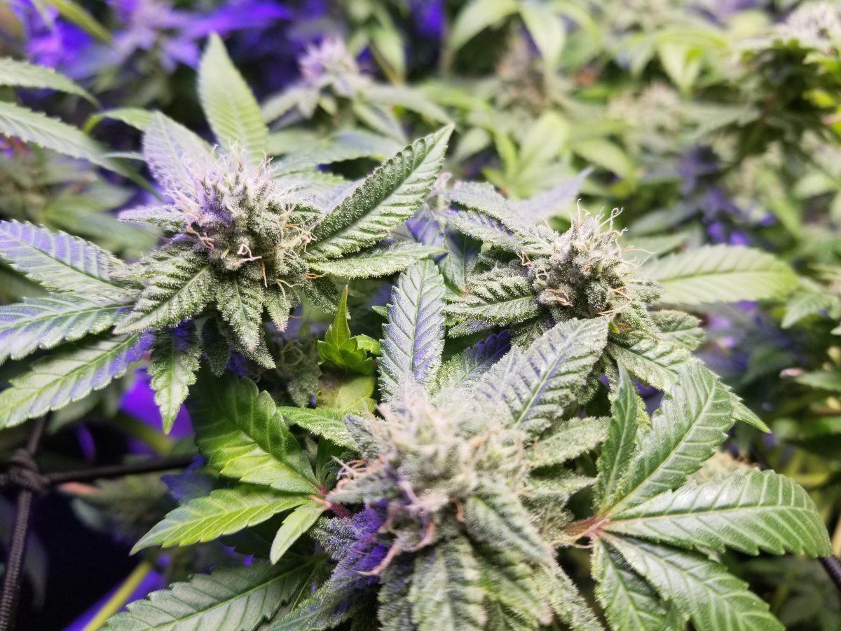 10 5 flower closeup