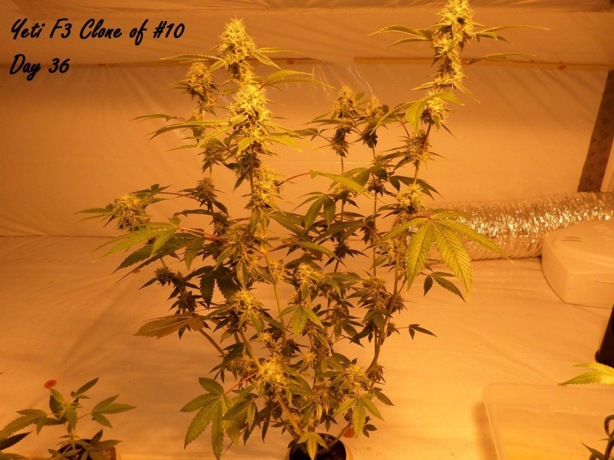 10 6 14UD Flower 1