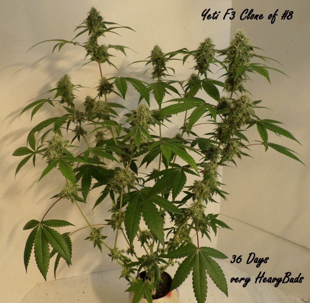 10 6 14UD Flower 4
