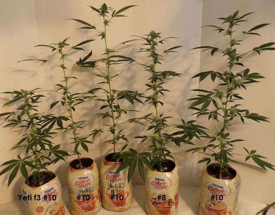 10 7 14UD Flower 1
