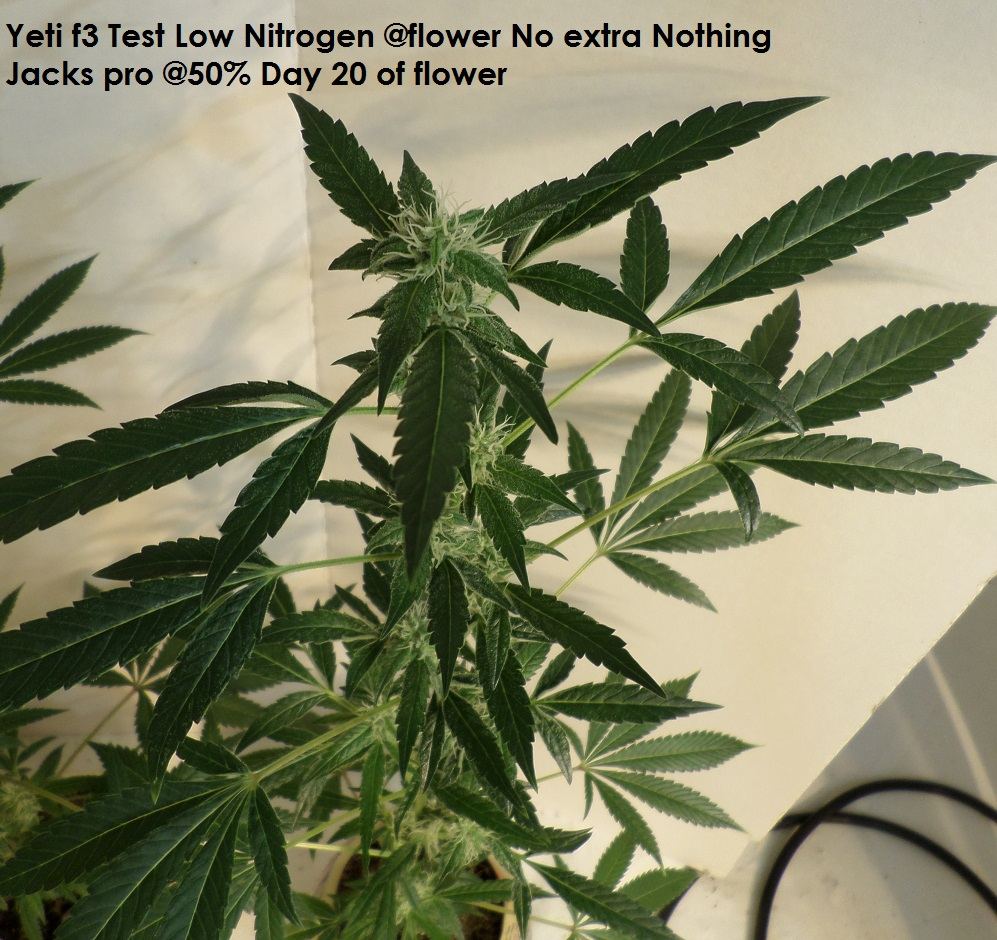 10 7 14UD Flower 2