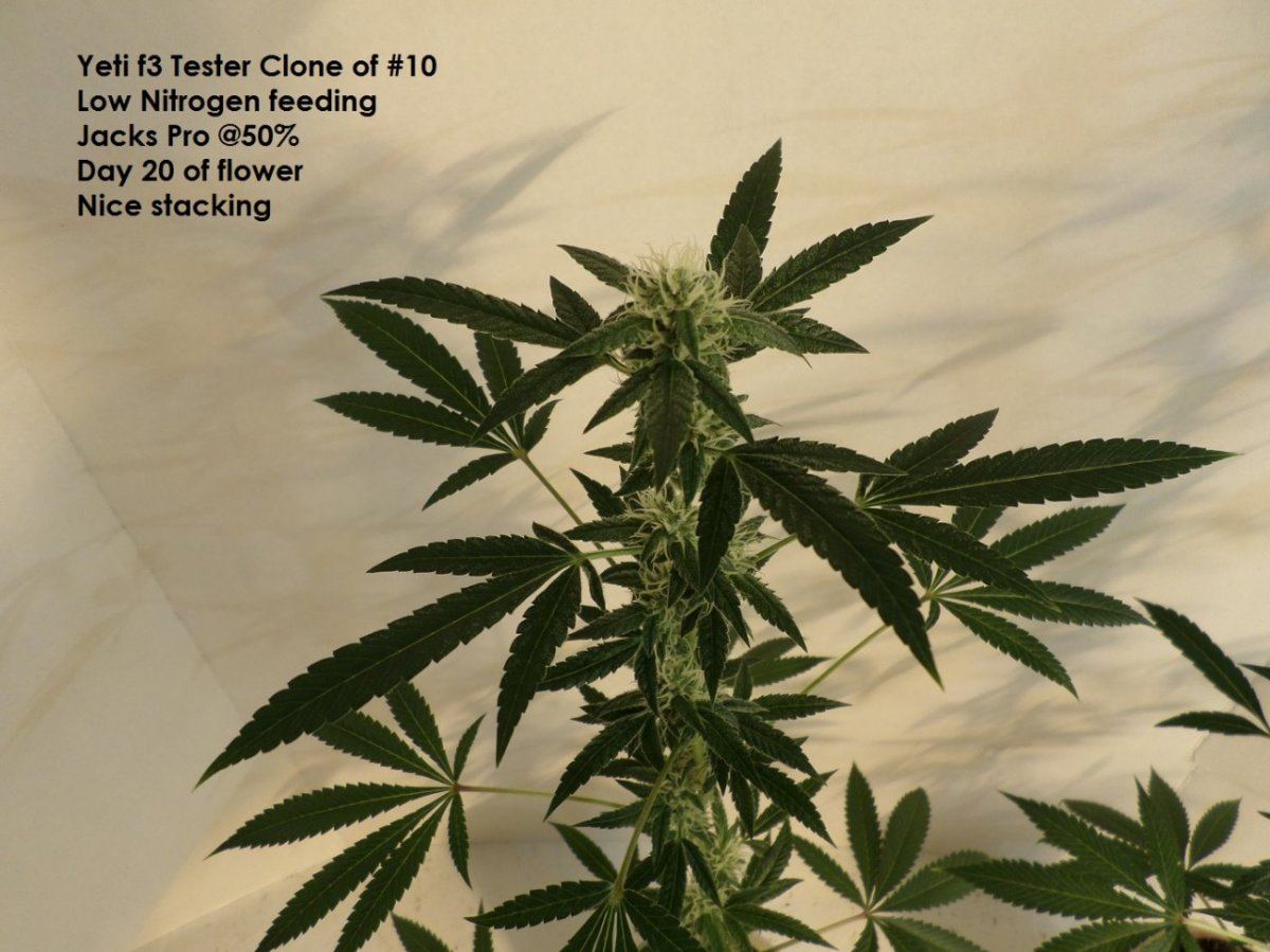 10 7 14UD Flower 7