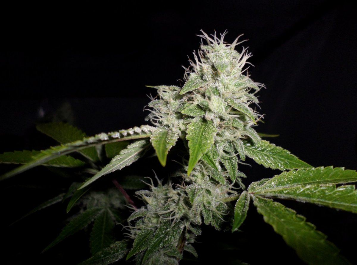 10 8 14UD Flower 2