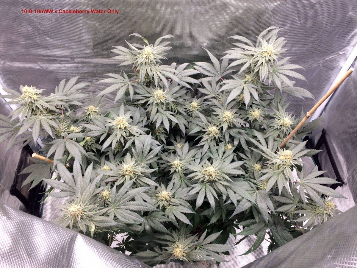 10 8 18 flush