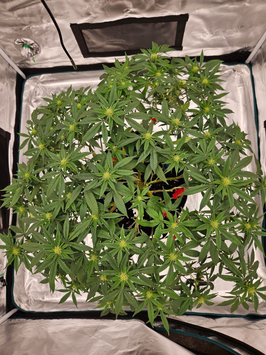 10 Day 21
