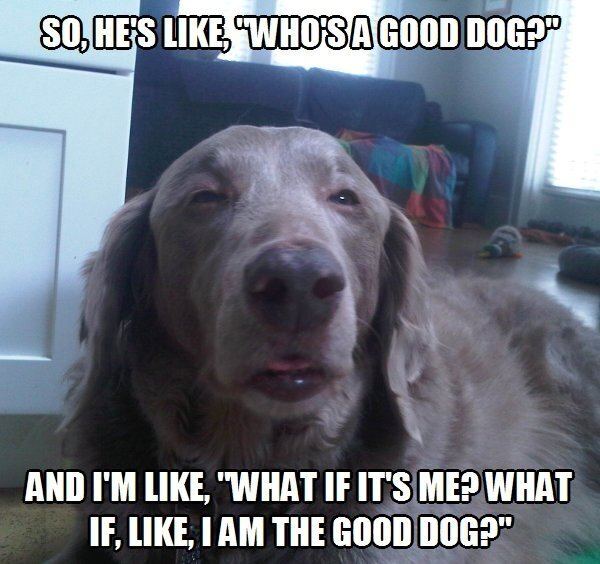 10 Dog Meme 1