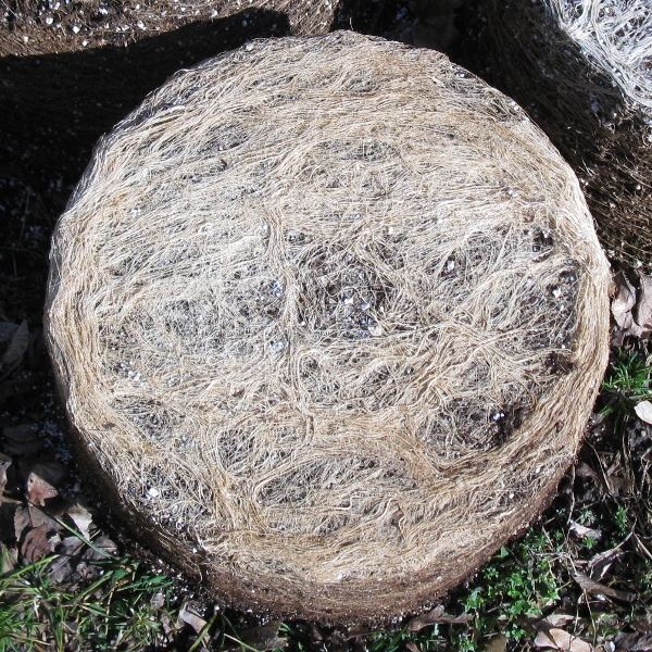 10 gal rumble roots