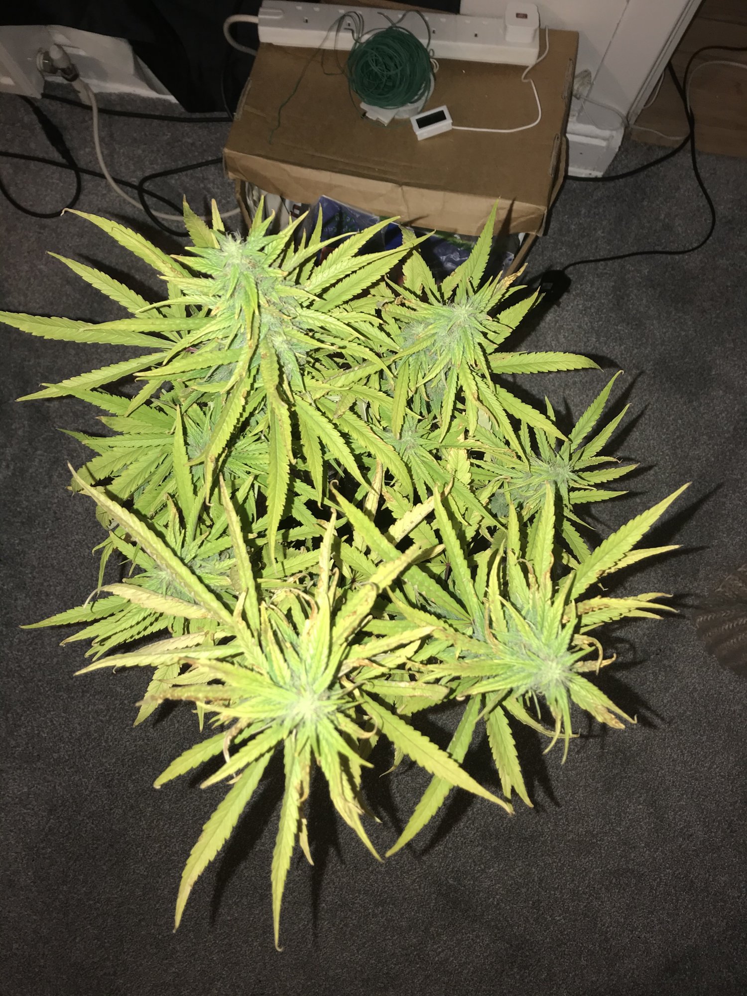 10 week auto blue cheese poorly leafs 2