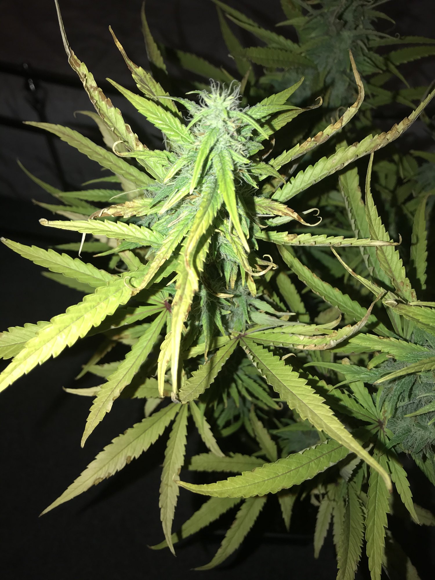 10 week auto blue cheese poorly leafs 4