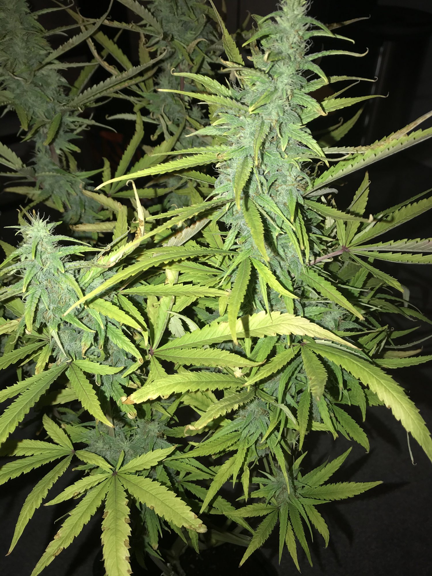 10 week auto blue cheese poorly leafs 5