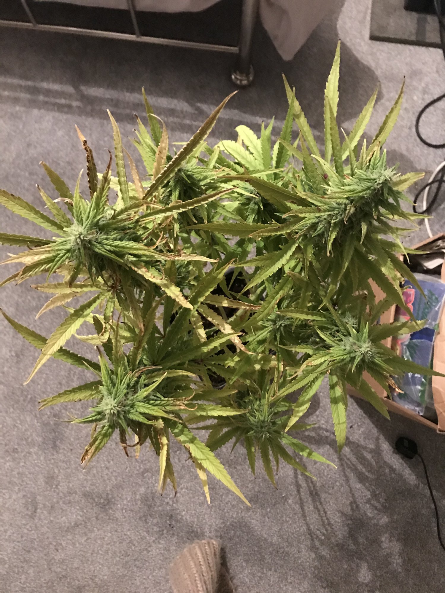 10 week auto blue cheese poorly leafs