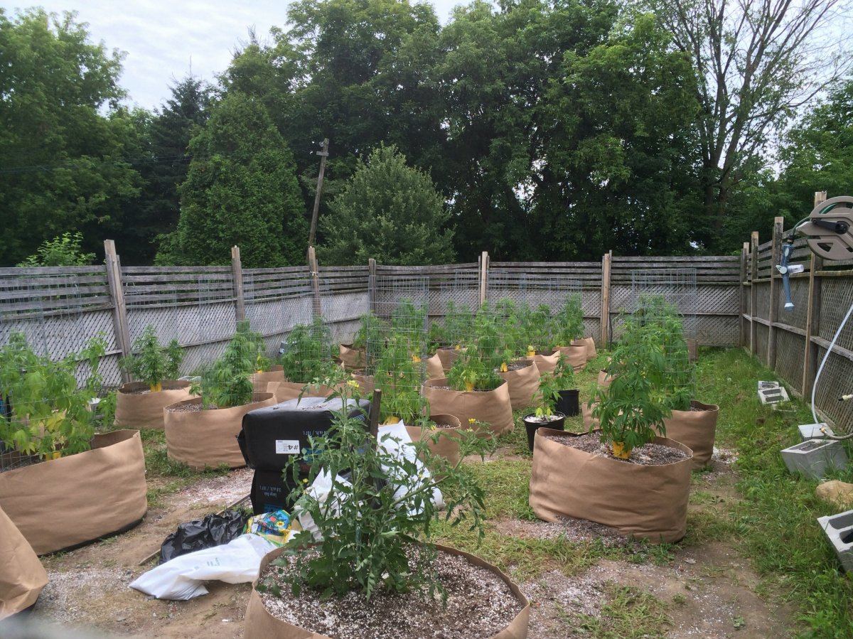 100 gallon smart pot ontario grow