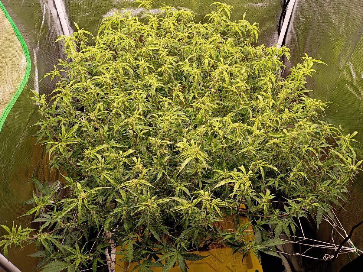 1000001780